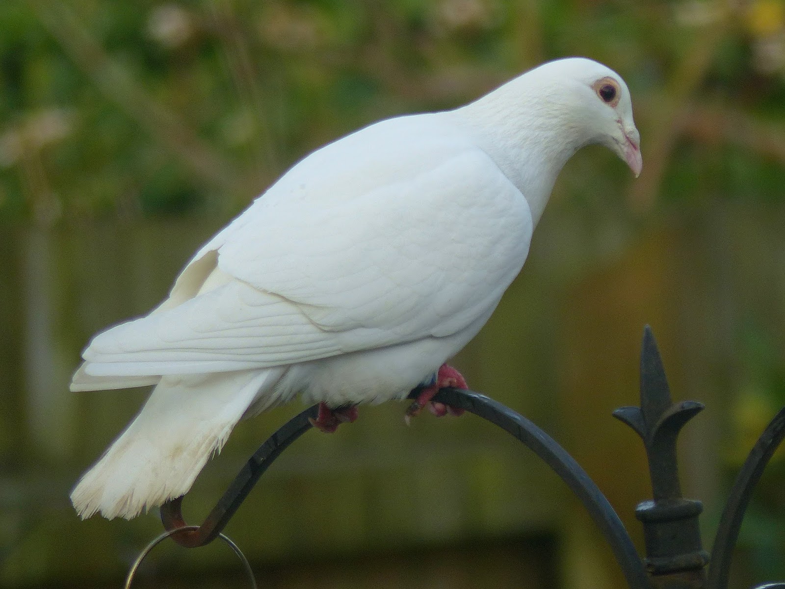 visit from white dove