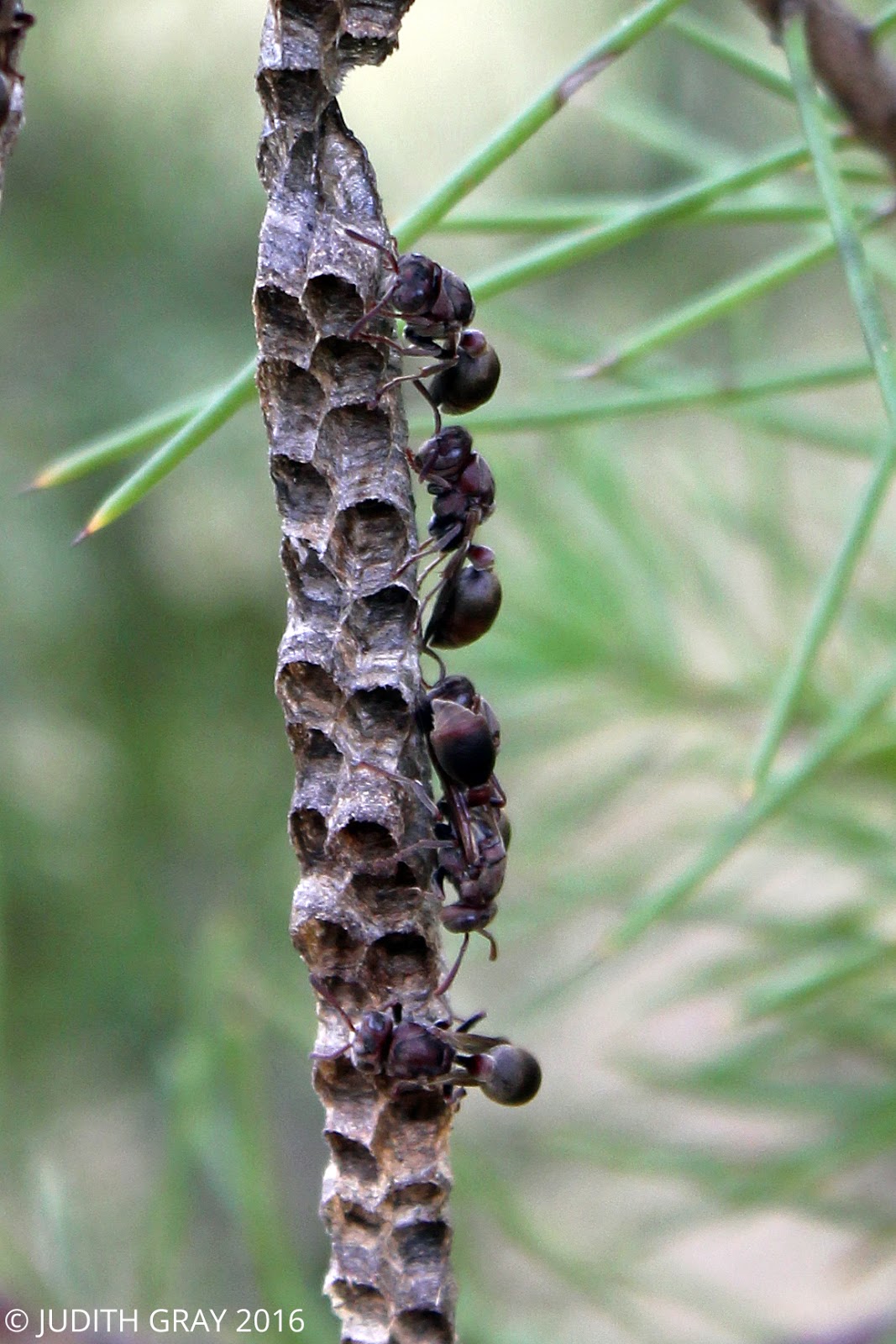 Sticknest Brown Native Paper Wasps