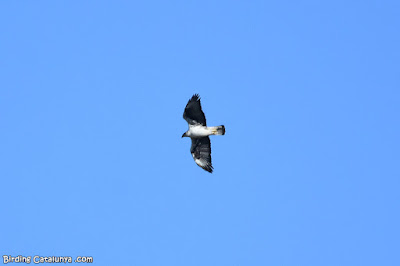 Adult d'àguila cuabarrada (Aquila fasciata)