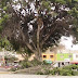 Podan ficus histórico de Plaza Independencia