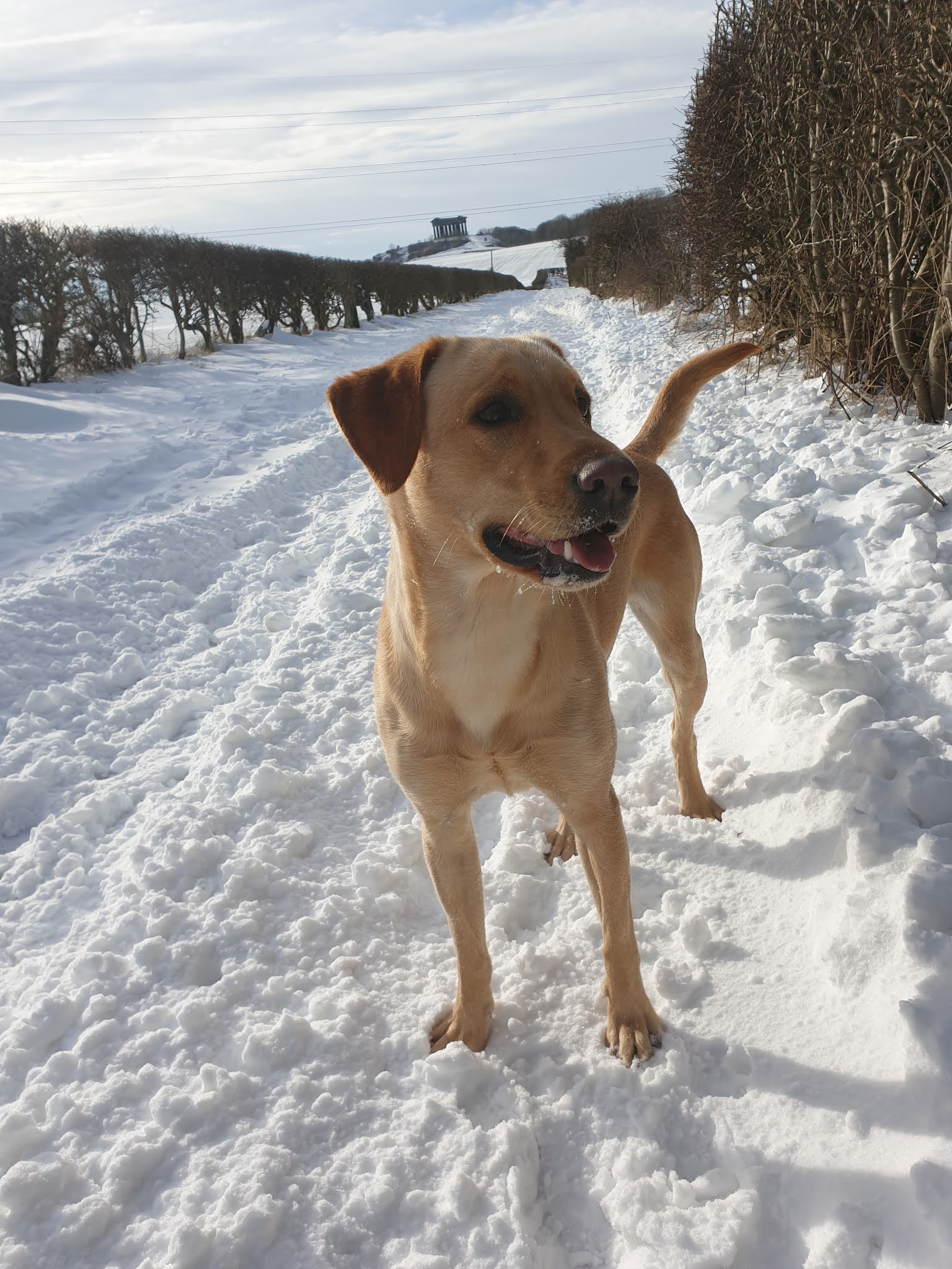 Cuckavalda Gundogs North Yorkshire Friday Favourite