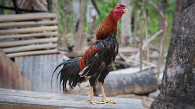 5 Cara Mengatasi Bulu Sayap Ayam Bangkok yang Mudah Patah ayam bangkok, sayap ayam bangkok, ayam kampung, ayam jago, ayam berkokok,