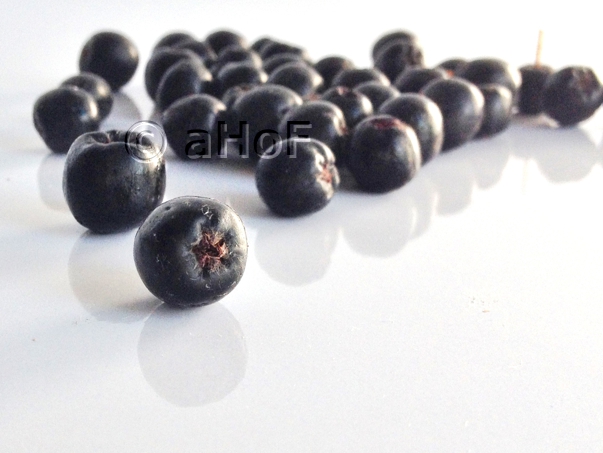 Aronia berries, Black Chokeberries, wild fruit