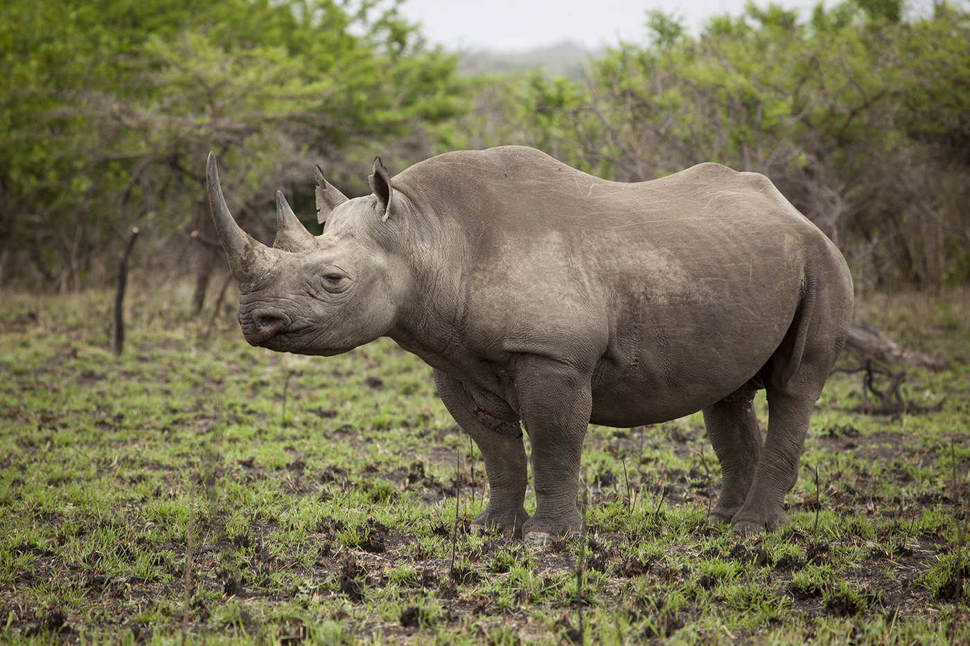 Бело черный носорог. Камерунский черный носорог. Носорог Эфиопия. Непарнокопытные животные носорог. Двурогий носорог.