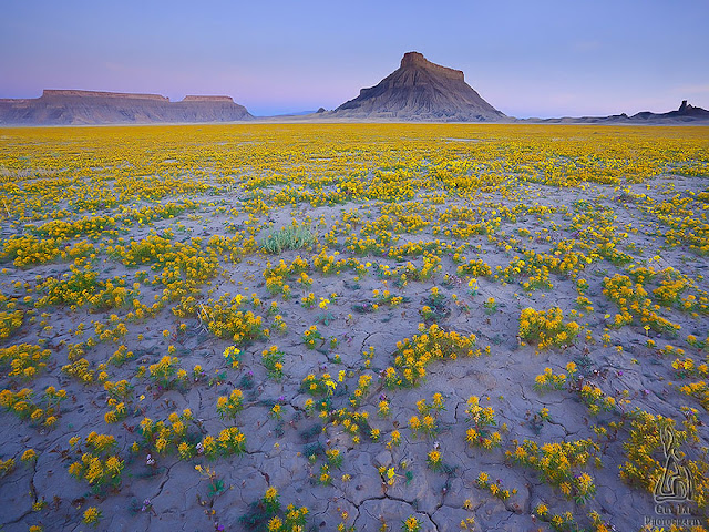 un mar de flores amarillas en el desierto de Utah