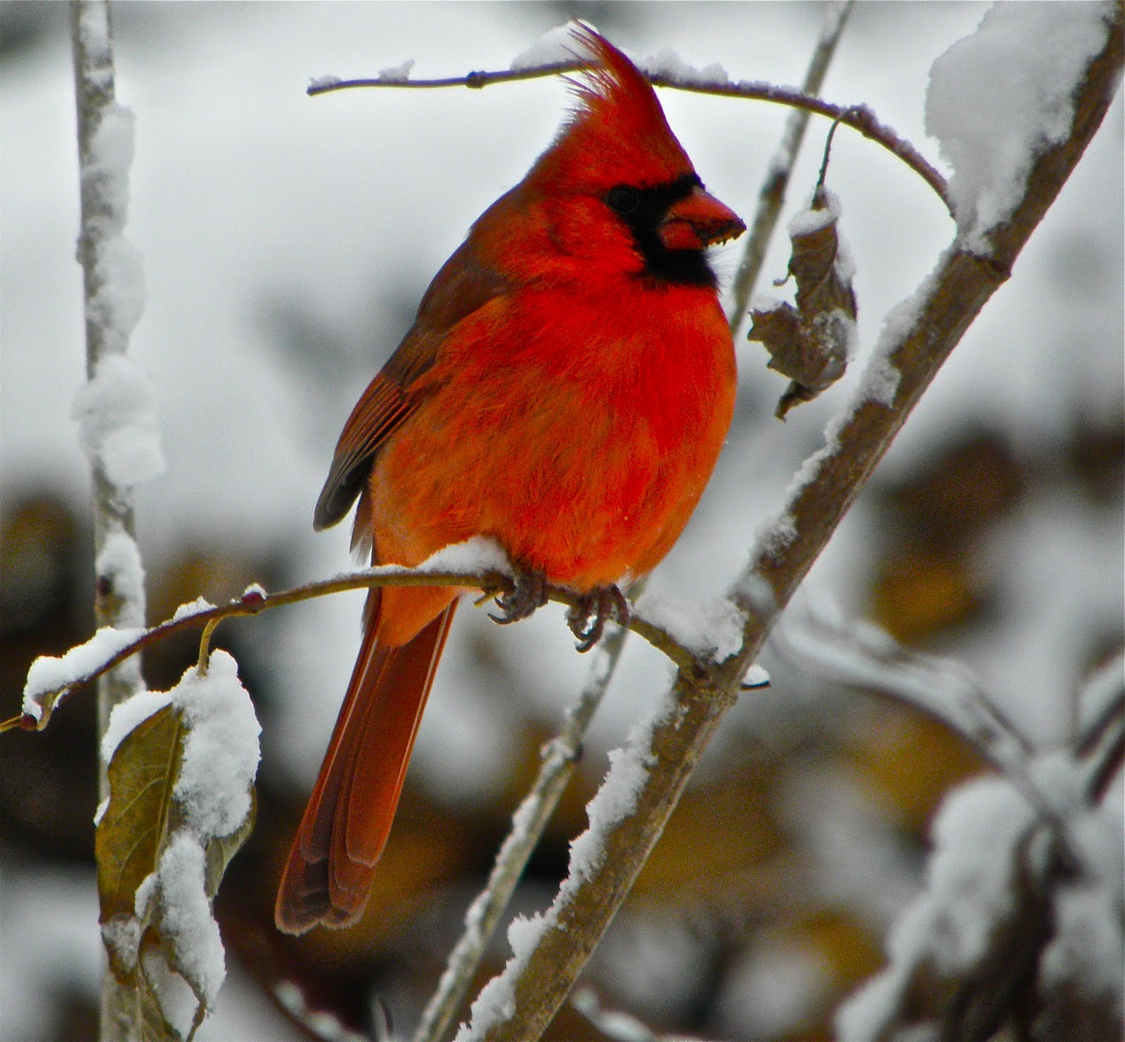 попугайный кардинал. виргинский кардинал якутия. кардинал синонимы. кардинал синонимы. кардинал синонимы.