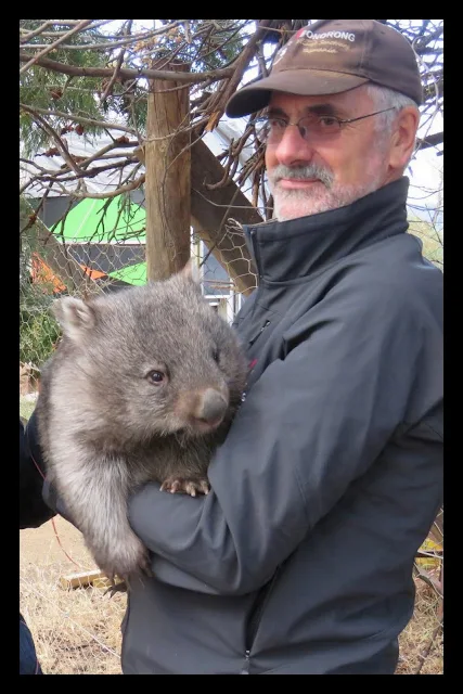 Bonorong Wildlife Park - Bob and Tina the Wombat