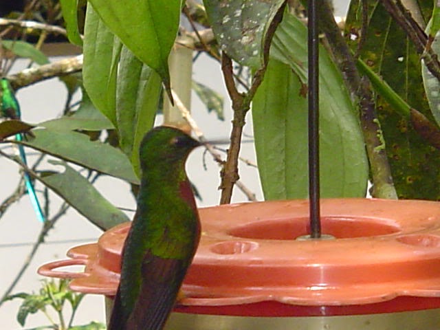 QUIJOS CANTON : Las Caucheras