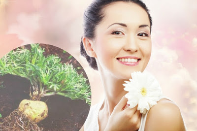 Các chế phẩm từ Maca- sâm Peru giúp cân bằng nội tiết tố nữ