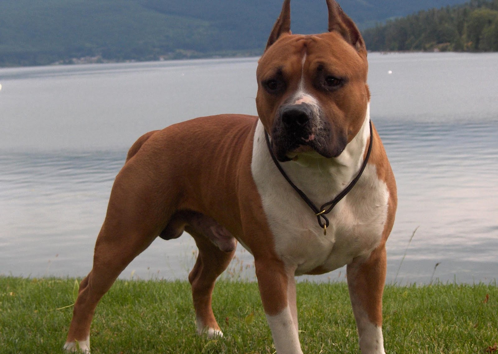 Pit bull dog wallpapers Pit bull dog wallpapers
