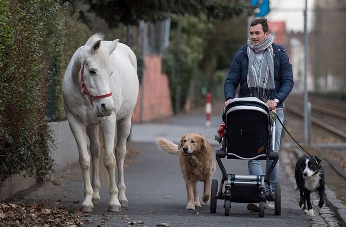 Horse Goes On A Daily Walk Alone For 14 Years, And People Offer Pets And Treats To Her