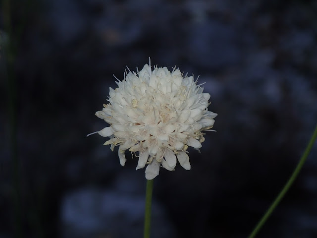Cephalaria leucantha Cephalaria leucantha
