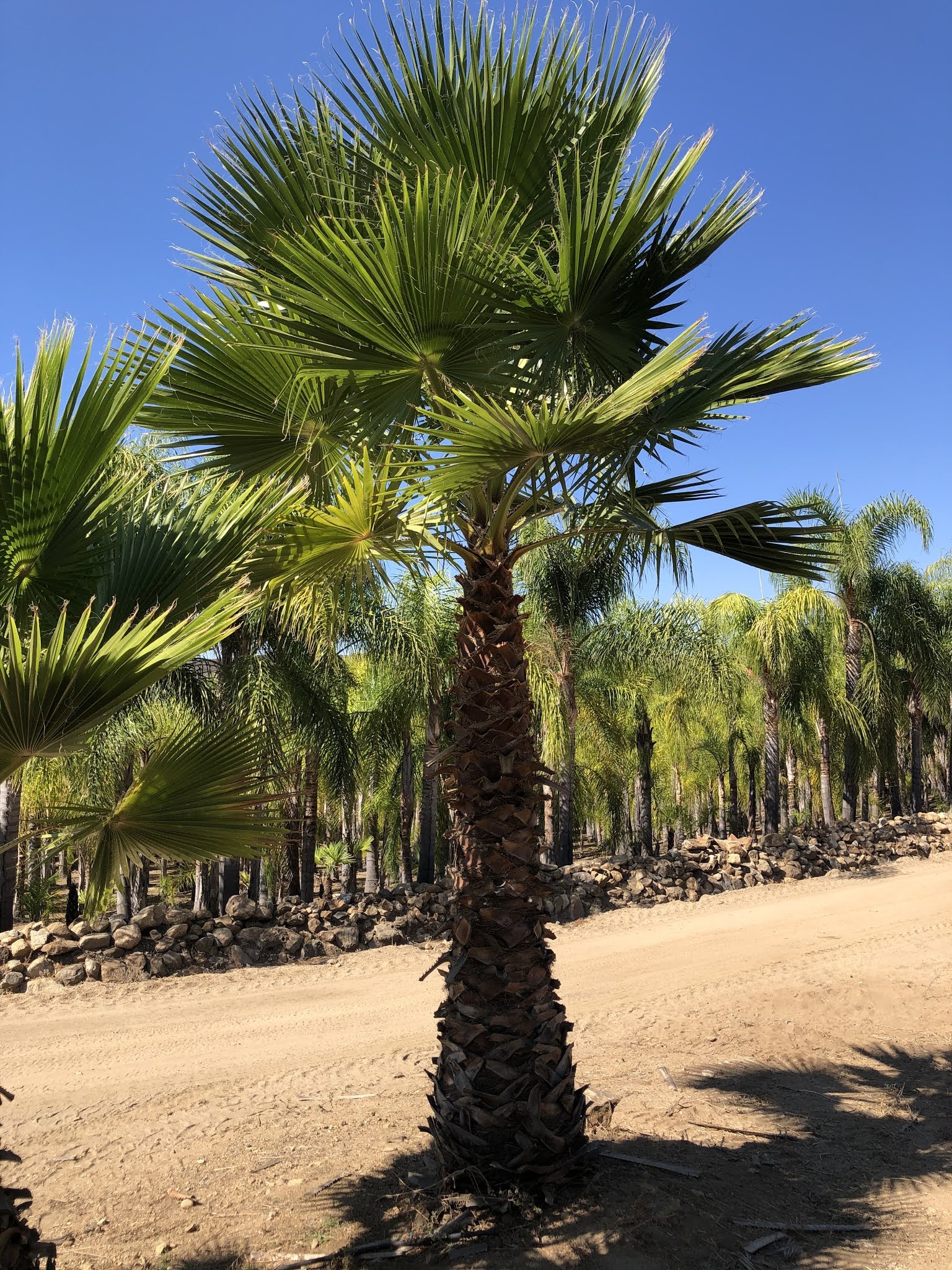 Gregory Palm Farms MEXICAN FAN PALMS AT THE GREGORY PALM FARMS..PREMIERE PALM FARM IN SAN