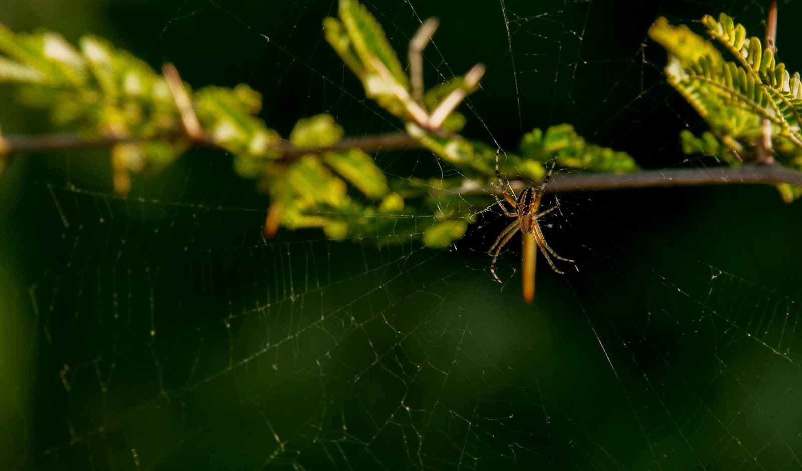 Jaime Ramos Méndez Mundo natural en el Occidente de Michoacán Araña