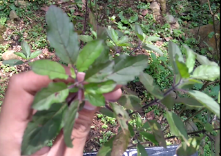 Manfaat dan Khasiat Tanaman Lampes (Ocimun Sanctum L) Tanaman lampes adalah tanaman semak yang sering kita jumpai berada disekitar kita Manfaat dan Khasiat Tanaman Lampes (Ocimun Sanctum L)