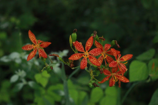 cluster of orange red blackberry lilies