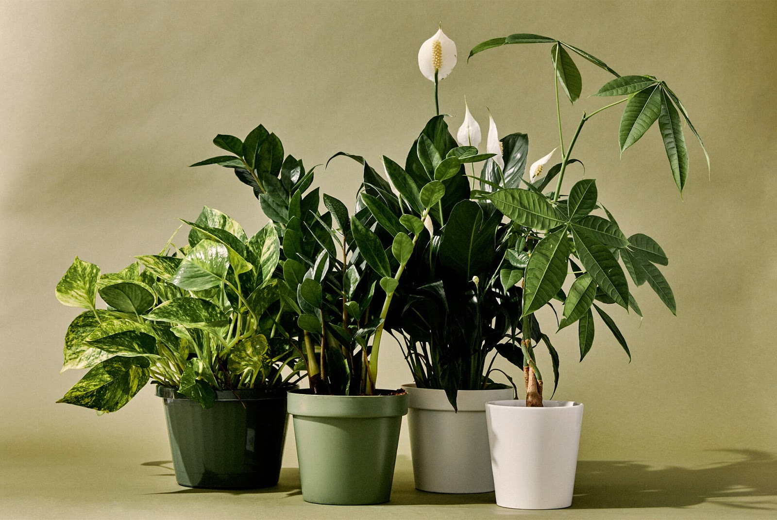 Sally and Sam The 10 Best Indoor Plants for Every Kind of Person