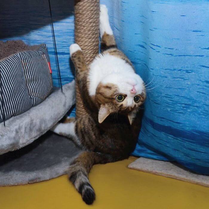 Cute Cat With A Mobility Problem Amazes The World With Funny Facial Expressions