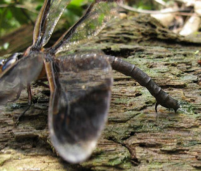 dragonfly laying eggs into a rotting tree hanging over a stream