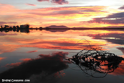 Posta de sol al Delta de l'Ebre