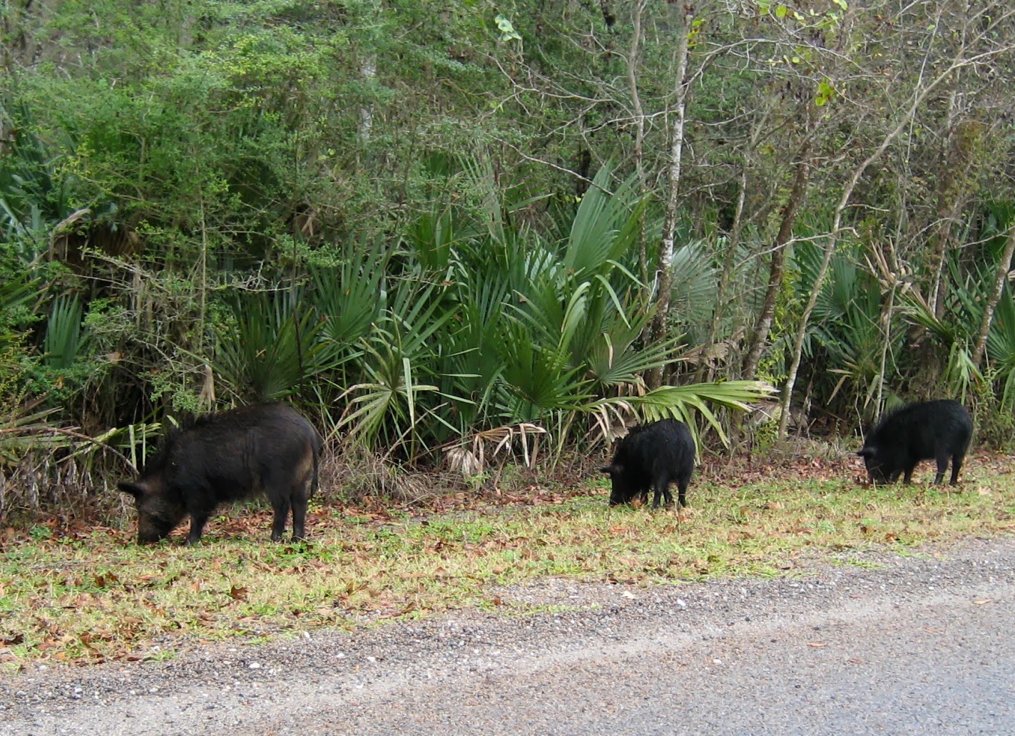 Living Rootless Louisiana Palmetto Island State Park Pigs and Swamp