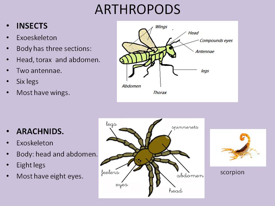 NATURAL SCIENCE 4 2019/2020: UNIT 6 INVERTEBRATES
