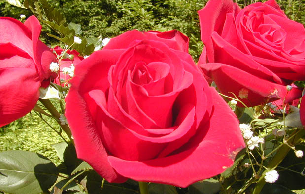 7 Trik Cara  Merawat  Bunga  Mawar  agar Rajin Berbunga 