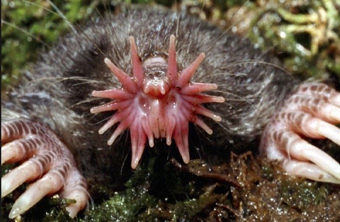 TOUPEIRA NARIZ DE ESTRELA(Condylura cristata)