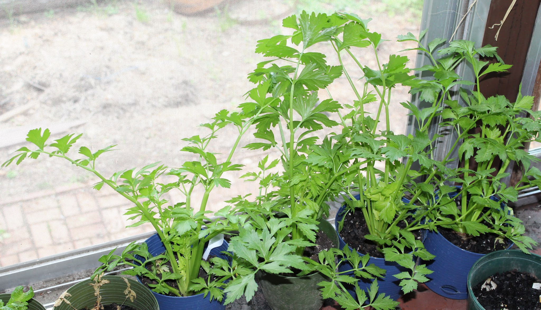 Old Timer's Habits Can you grow celery stalks from a store stalk?