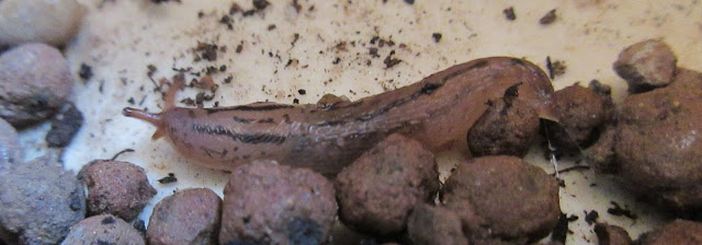 Leopard slug Limax maximus