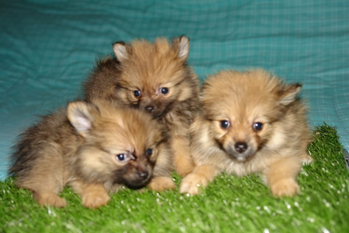 Imagenes de Perritos: Perritos asustados