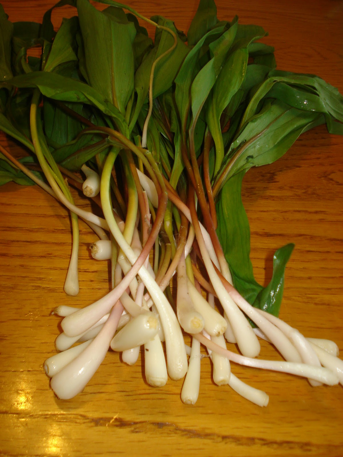 My Tennessee Discoveries Wild Ramps