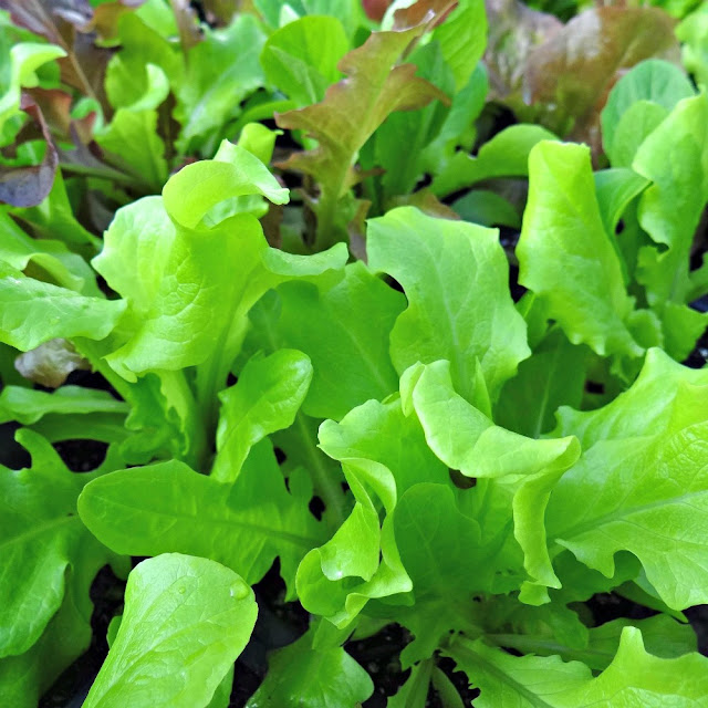Want to grow lettuce in your fall garden? Here's how to figure out when to plant it.