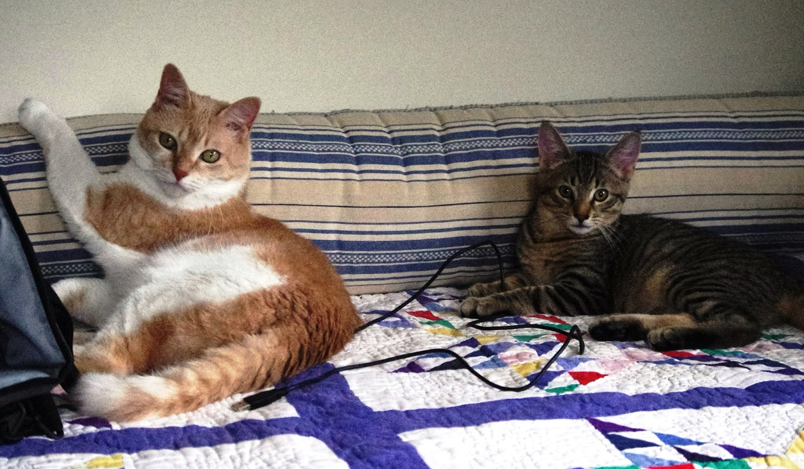 Progressive Charlestown Keeping cats indoors