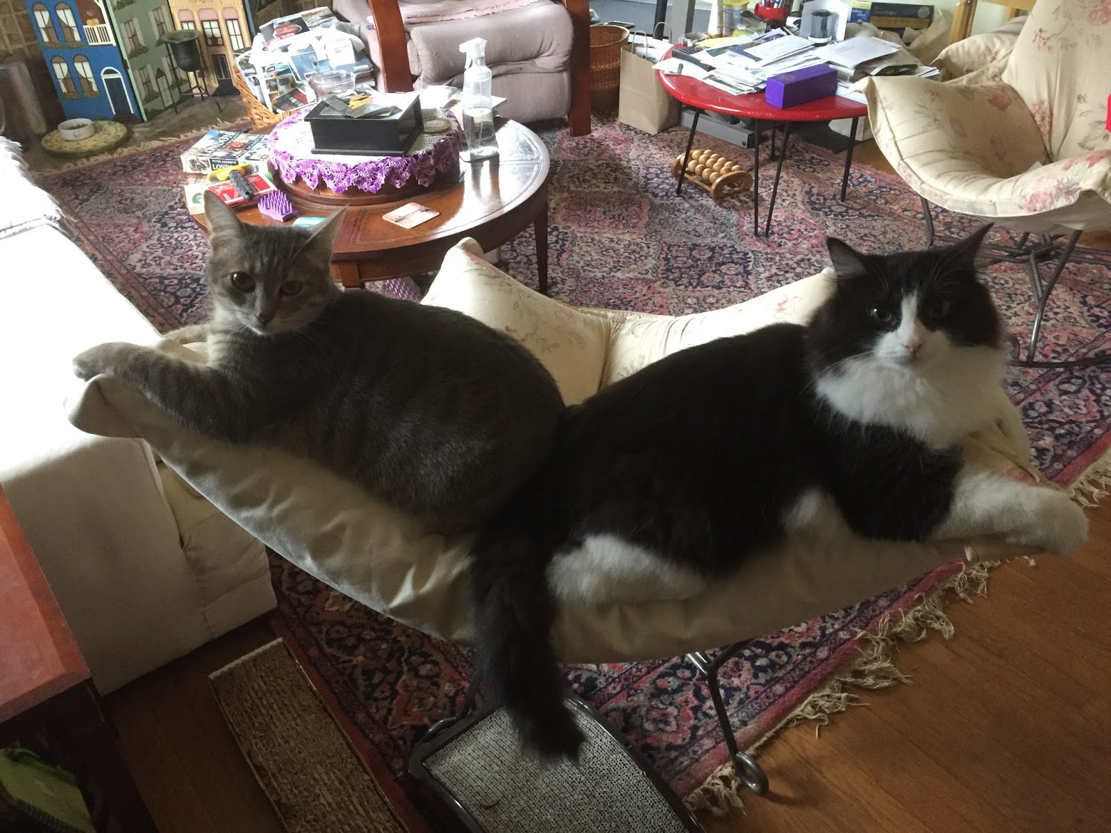 The Itty Bitty Kitty Committee A Henrietta and Evelyn Update!