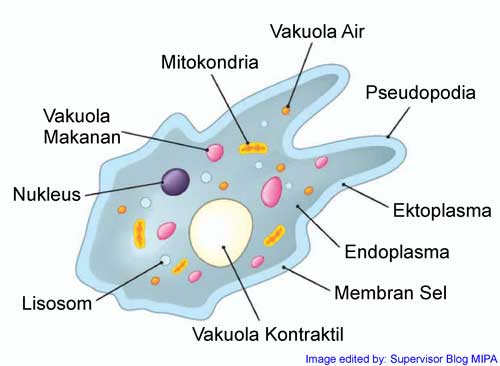 Struktur Tubuh sel Amoeba Proteus, Gambar dan Fungsinya Lengkap