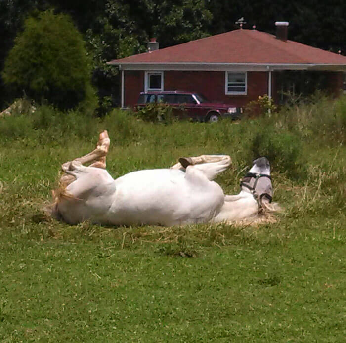 Meet Tango, The Hilariously Stupid Horse That Has Gone Viral Meet Tango, The Hilariously Stupid Horse That Has Gone Viral