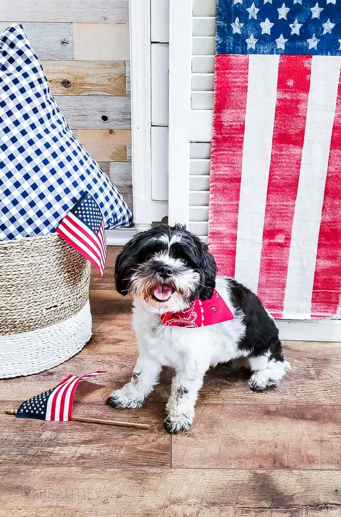 patriotic pup photo shoot