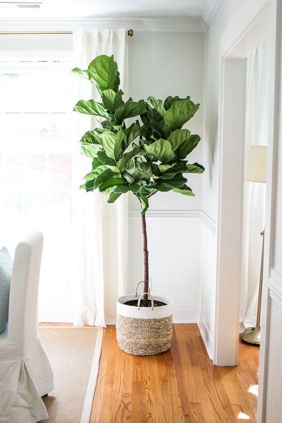 The Botanical Trend 40+ Best Indoor Plants Design