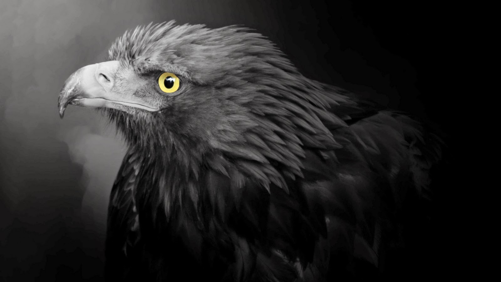 Birds HD Wallpapers: eagle