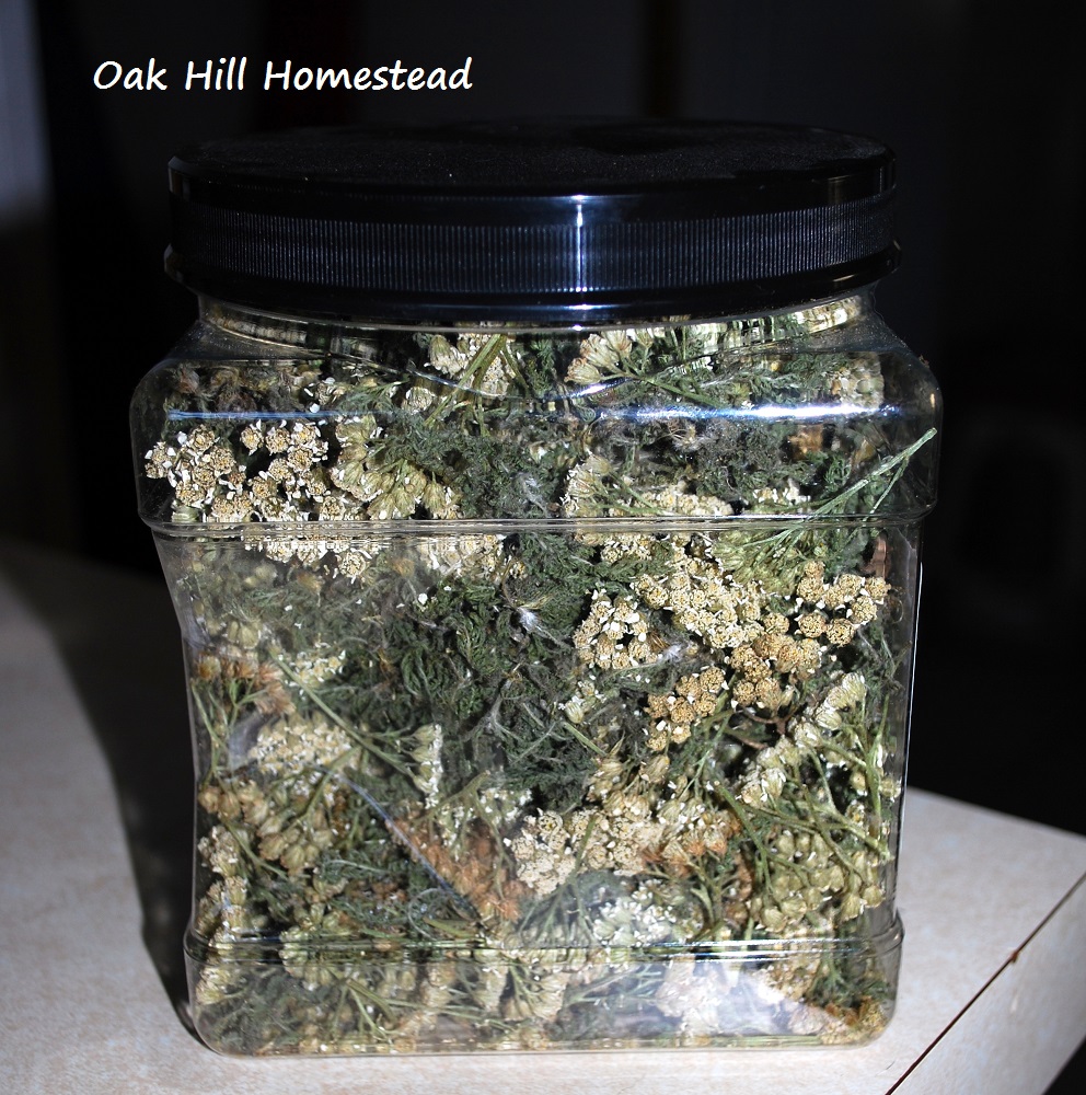 How To Forage, Harvest and Dry Yarrow Oak Hill Homestead