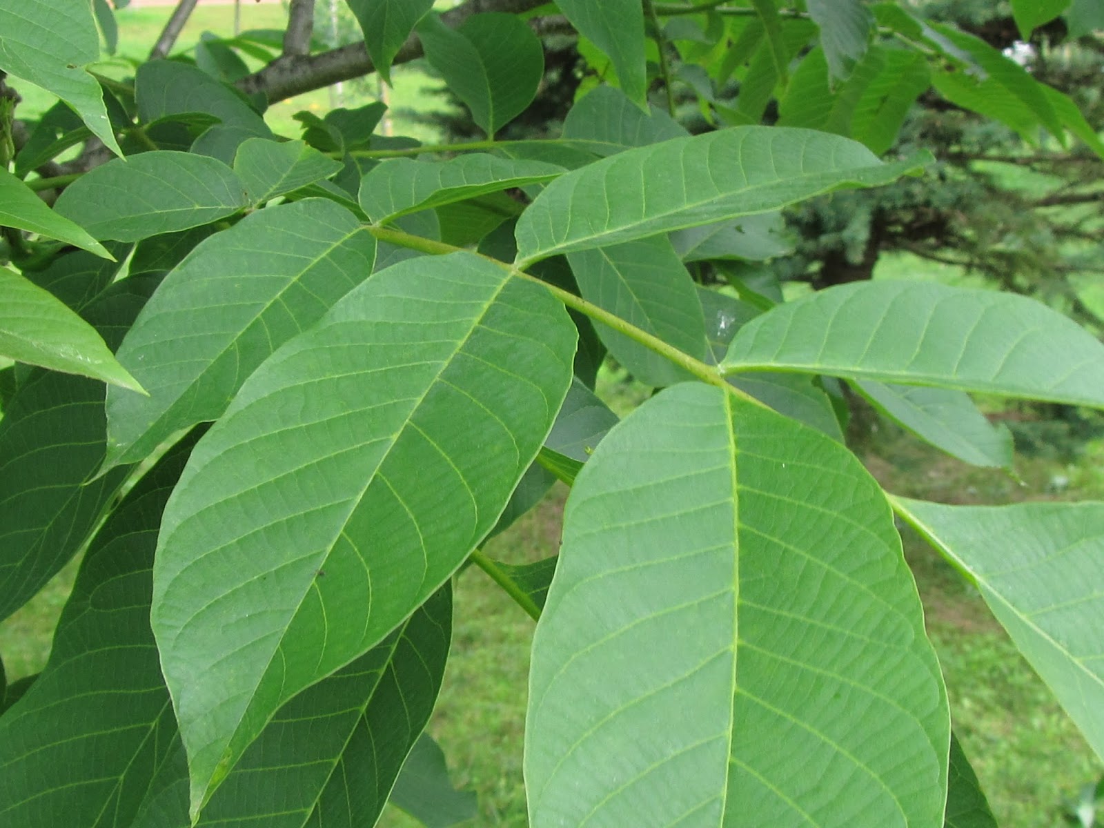 Noce Comune (Juglans regia), il suo