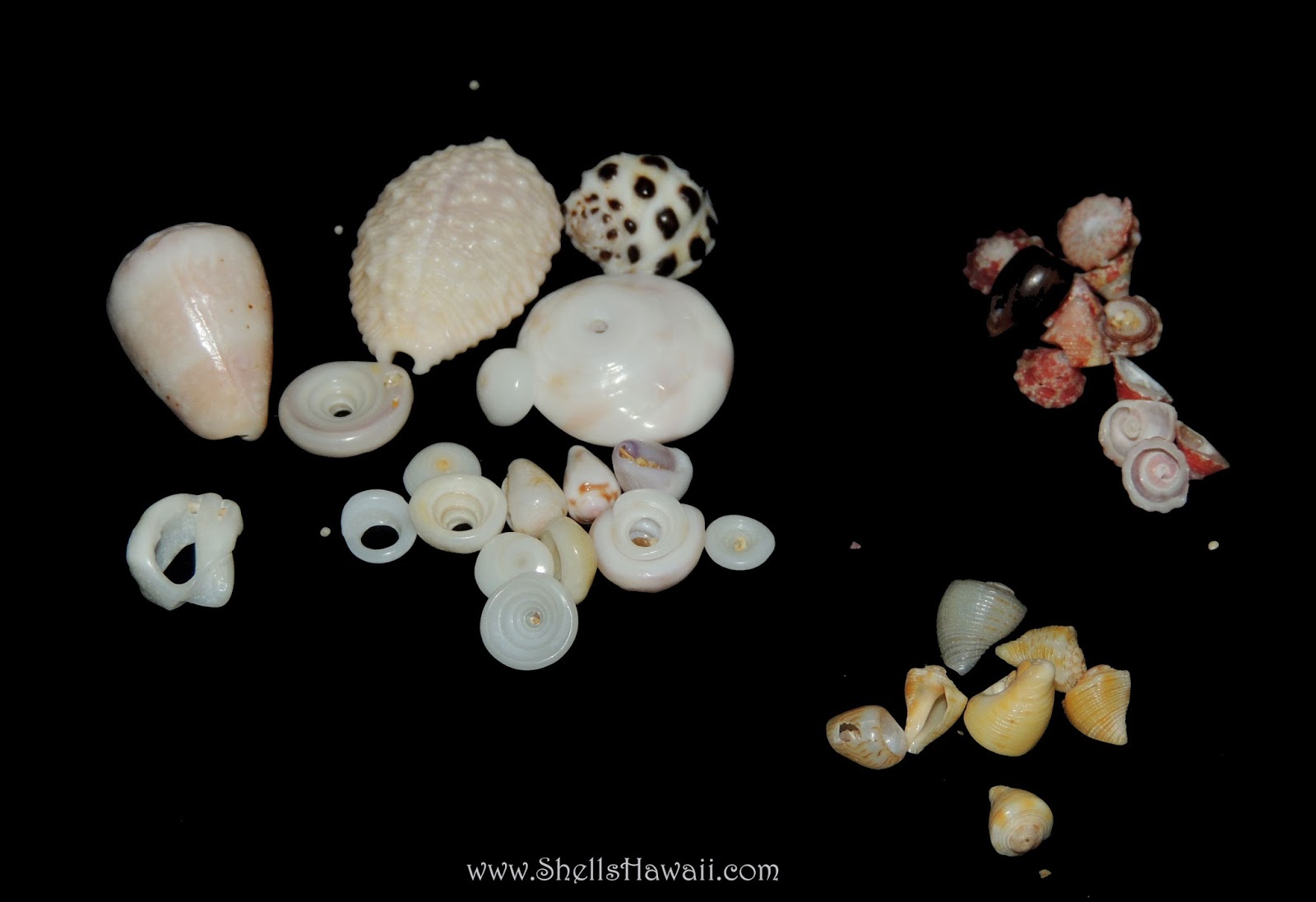 ShellsHawaii ...by Janjira: Hawaiian Seashells