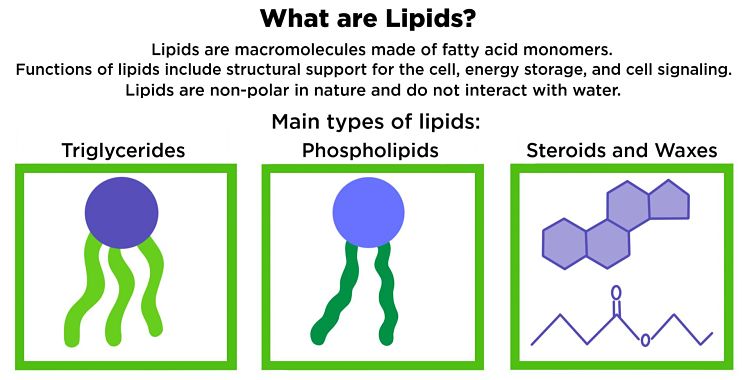 Definición de los lípidos