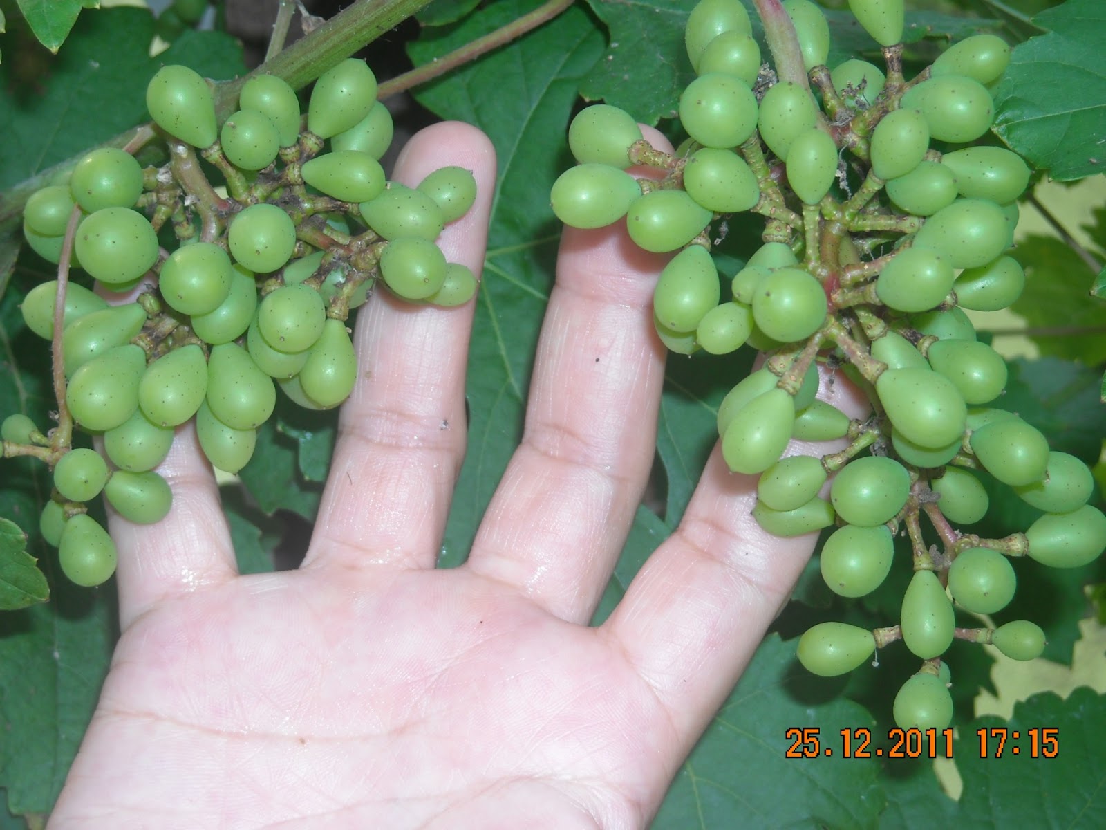 Laman Hijas Mekar: LADANG ANGGUR SALOMA VINEYARD - LEKIR, SITIAWAN