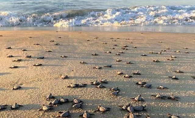 Miles de tortugas golfinas nacieron en la Costa de Oaxaca Miles de tortugas golfinas nacieron en la Costa de Oaxaca