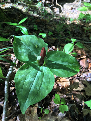 Southern Meadows: Spring Ephemeral Paradise