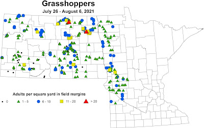 Map of grasshopper population densities on field margins in fields scouted