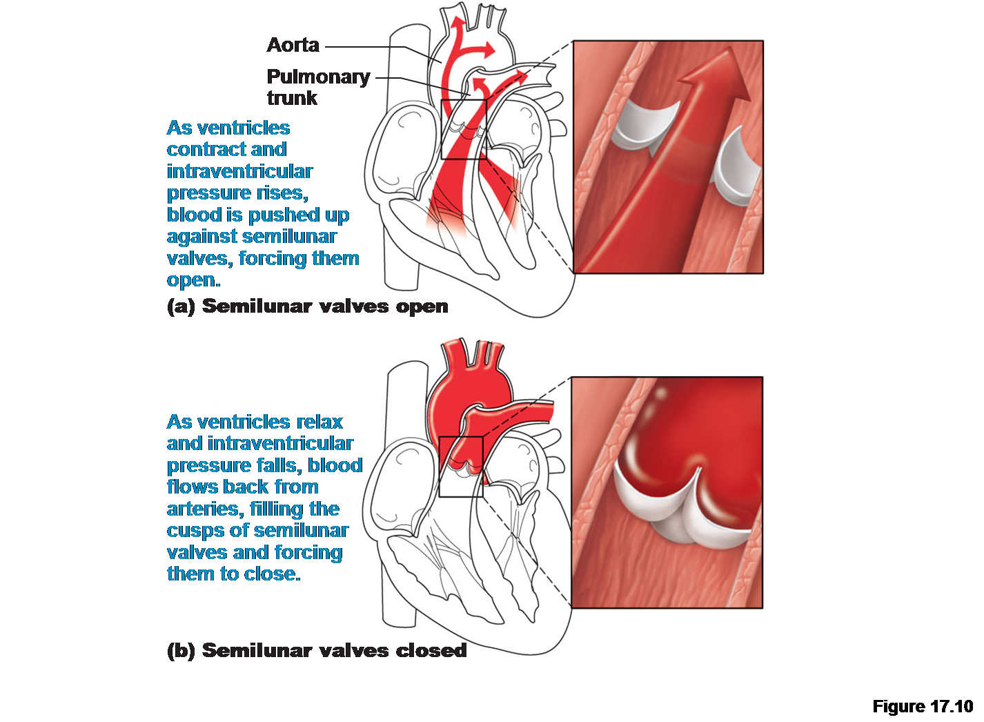 Brenda's A & P Eportfolio Objective 30 Understand how heart valves