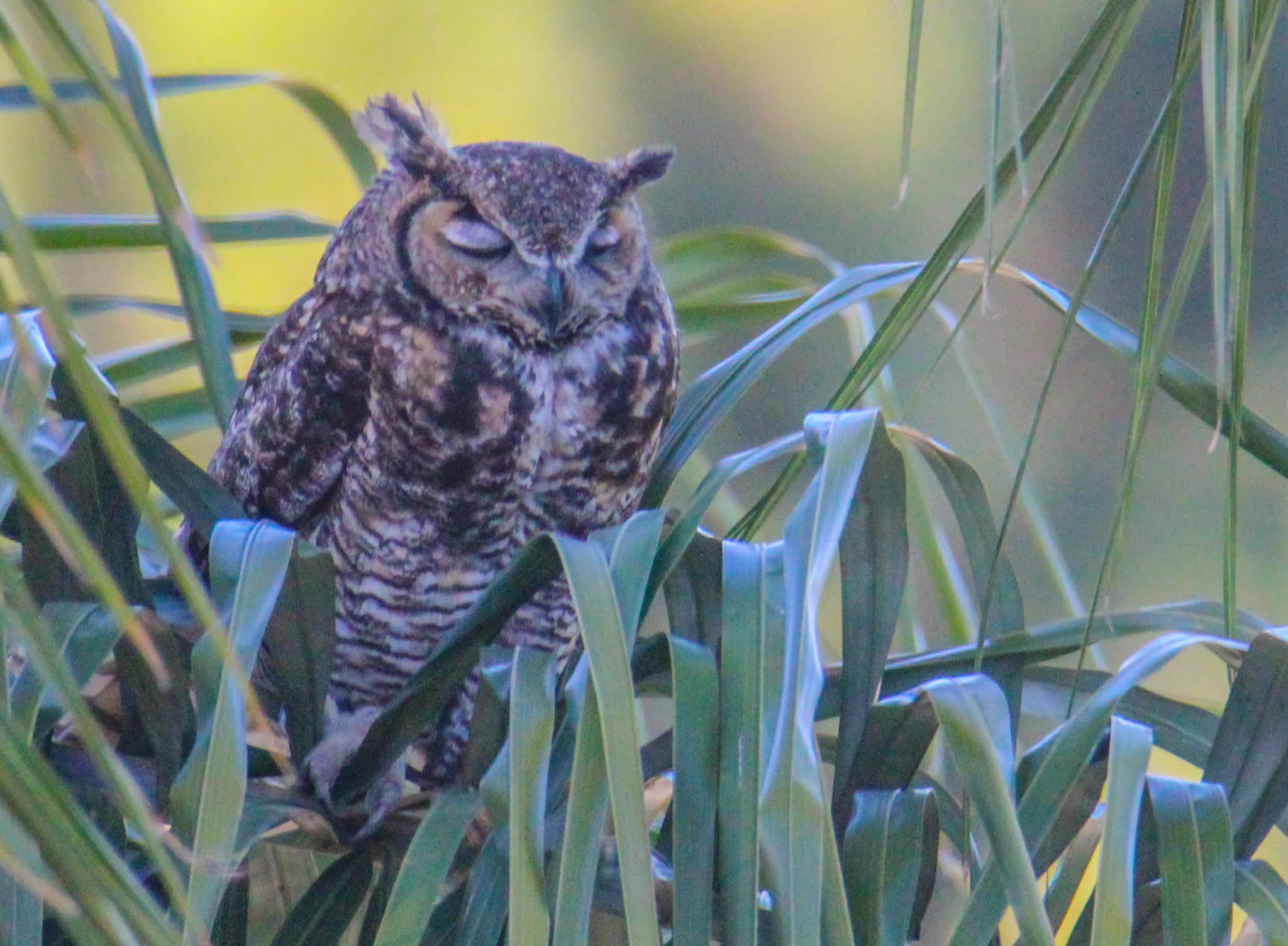 Cannundrums California GreatHorned Owl